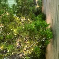 درخت کریسمس طبیعی ارتفاع ۳متر|گل و گیاه طبیعی|اصفهان, باغ زرشک|دیوار