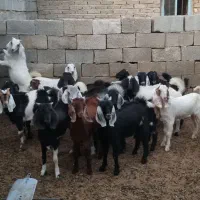 فروش کهره نر و ماده