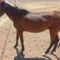 مادیون|اسب و تجهیزات اسب‌سواری|خرم‌آباد, |دیوار