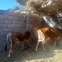 هردوتا بخورجنس خوب