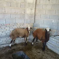 توقلی گوسفند|حیوانات مزرعه|انبارآلوم, |دیوار