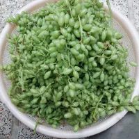 آبغوره عسگری|خوردنی و آشامیدنی|کرمانشاه, |دیوار