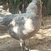 مرغ وخروس گلین اصل چهل تاج