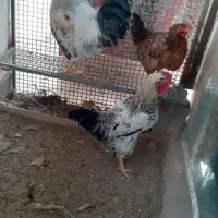 دوتاخروس چهل تاج ویک مرغ طاقچه