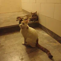 واگذاری یهجفت گربه