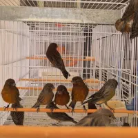 قناری فروشی کبالت اورجینال