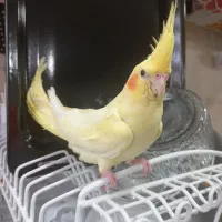 عروس هلندی نر