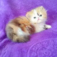 بچه گربه پرشین اگزوتیک مینیاتوری