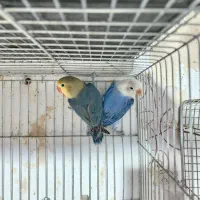 مولدطوطی برزیلی رنگ خاص با 5 جوجه