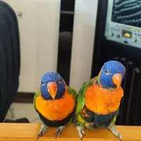 طوطی لری و طوطی راهب