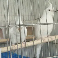 عروس هلندی البینو جفت|پرنده|اراک, |دیوار