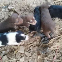 سگ پاه کوتاه|سگ|لاهیجان, بازکیاگوراب|دیوار