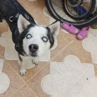 سگ هاسکی|سگ|شیراز, شهرک بهار|دیوار