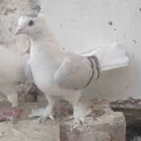 کفتر نروماده گلی رنگه المانی کرمونی کوتوله ابی|پرنده|تربتحیدریه, سرمحله|دیوار