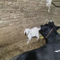 4تا هستند همشون نر هستند