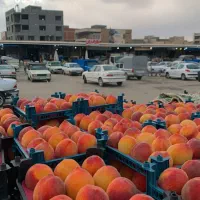 جذب نیروی کار برای میدان میوه و تربار