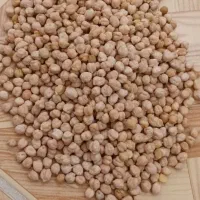 نخود بهاره