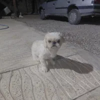 واگذاری سگ شیتزو یکساله نر