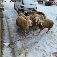 بره نر|حیوانات مزرعه|زاغه, |دیوار