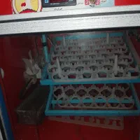 دستگاه جوجه کشی|لوازم جانبی حیوانات|هیرمند, |دیوار