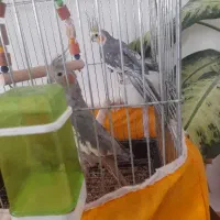 دو تا عروس هلندی نر و ماده