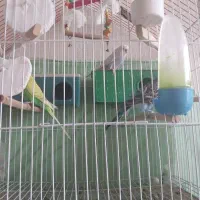 پرنده‌مرغشق