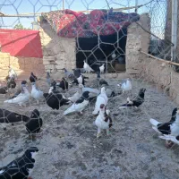 حیوانات