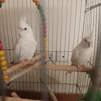 عروس هلندی آلبینو|پرنده|قم, سالاریه|دیوار