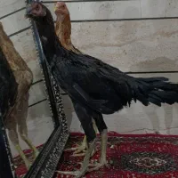نوجه خروس لاری. نژاد پر مرغی|حیوانات مزرعه|قم, باسکول|دیوار