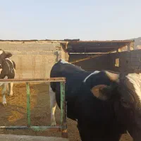 گوساله چاق|حیوانات مزرعه|شریف‌آباد, |دیوار