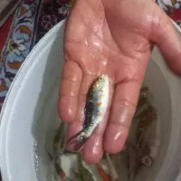 ماهی کوی|ماهی|سنگر, |دیوار