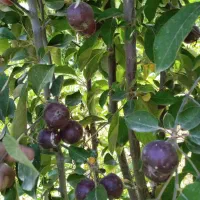 نهال اصفهان