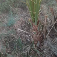 فروش نهال(پاجوش)قصب|گل و گیاه طبیعی|افزر, |دیوار