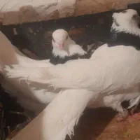 کبوتر طوقی معاوظه با گندم و فروش