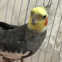 عروس هلندی نر