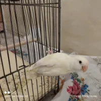 طوطی برزیلی دستی