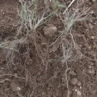 ریشه کنده رز هلندی و ساناز|گل و گیاه طبیعی|محلات, |دیوار