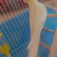 عروس هلندی ماده|پرنده|پیرانشهر, |دیوار