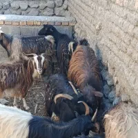 بز بومی جوان در کاشان|حیوانات مزرعه|قم, امامزاده ابراهیم|دیوار