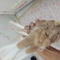 بهبونی|پرنده|شیراز, کرونی(خاتونک)|دیوار