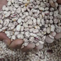 لوبیا عمده