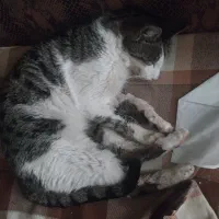 گربه ناتوان