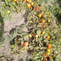 گوجه فرنگی چناران|عمده‌فروشی|چناران, |دیوار