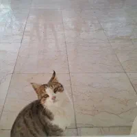 سرپرستی گربه