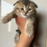 اسکاتیش بلو گلد
