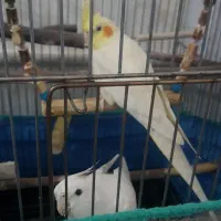 عروس هلندی|پرنده|قم, شهرک فاطمیه|دیوار