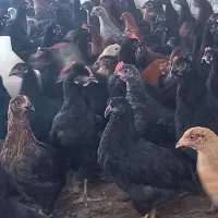 فروش عمده جوجه گلپایگانی،مرغ خروس تاقچه مشکی جهادی|حیوانات مزرعه|مشهد, شترک|دیوار