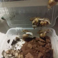 حلزون بالغ آلبینو|خزنده|تهران, وحیدیه|دیوار