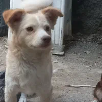 سگ پاکوتاه