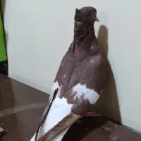 ماده سرخ دمسفید کبوتر|پرنده|اهواز, علی آباد|دیوار